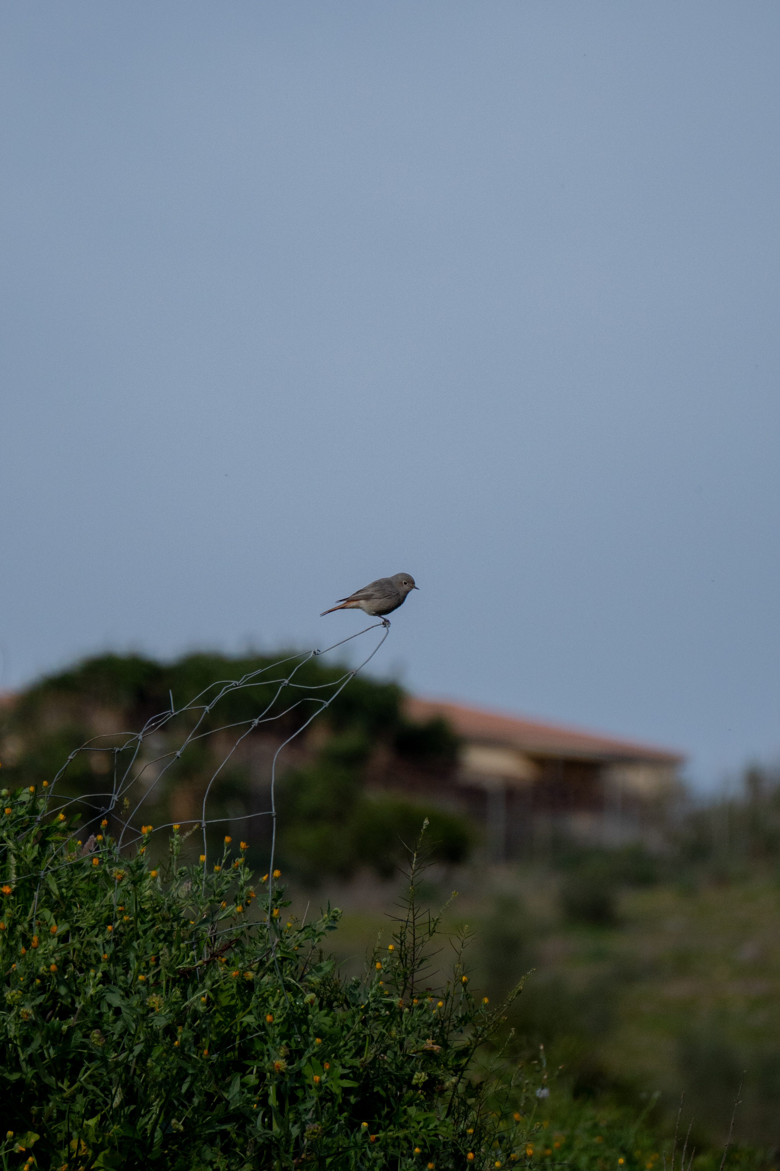 Ave en primer plano editada