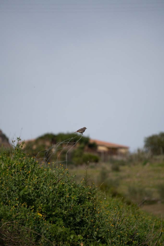 Ave en primer plano original