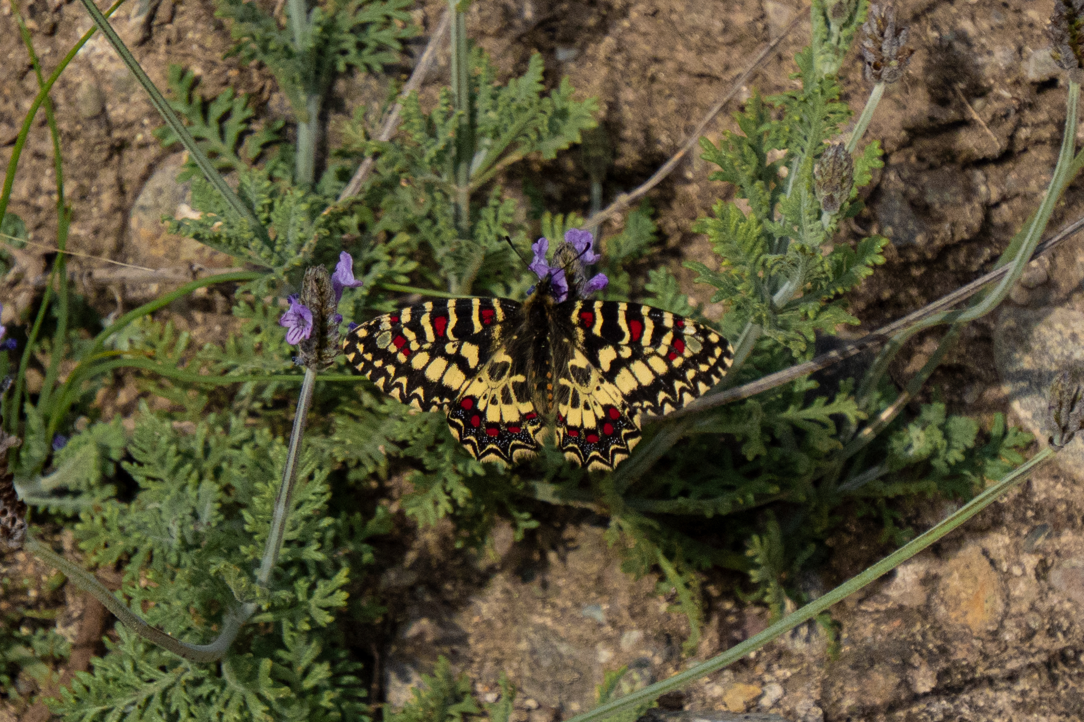 Mariposa sobre flor silvestre editada
