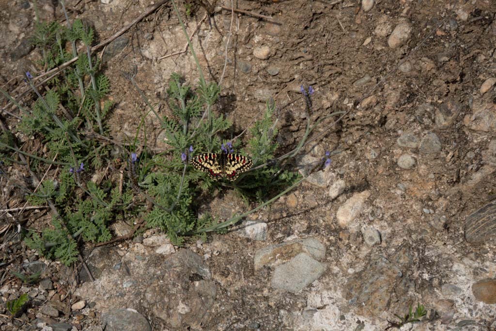 Mariposa sobre flor silvestre original