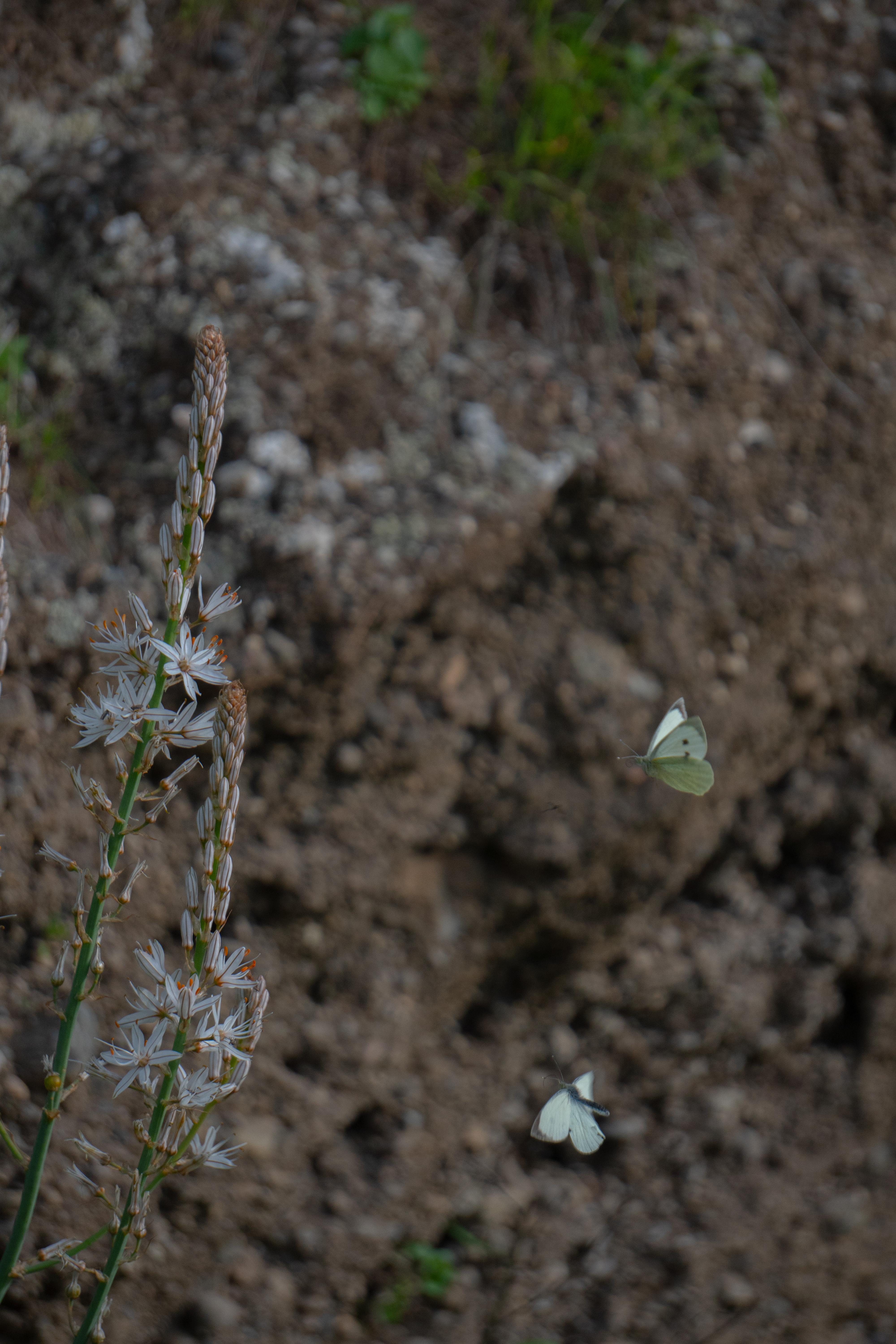Instante en la naturaleza editada