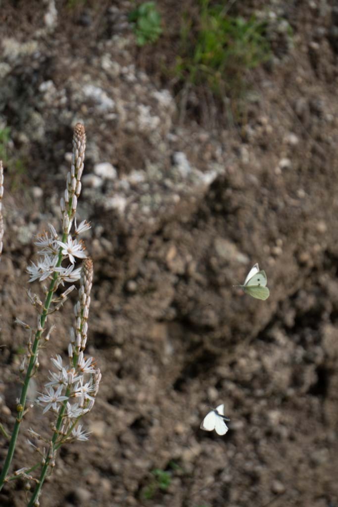 Instante en la naturaleza original